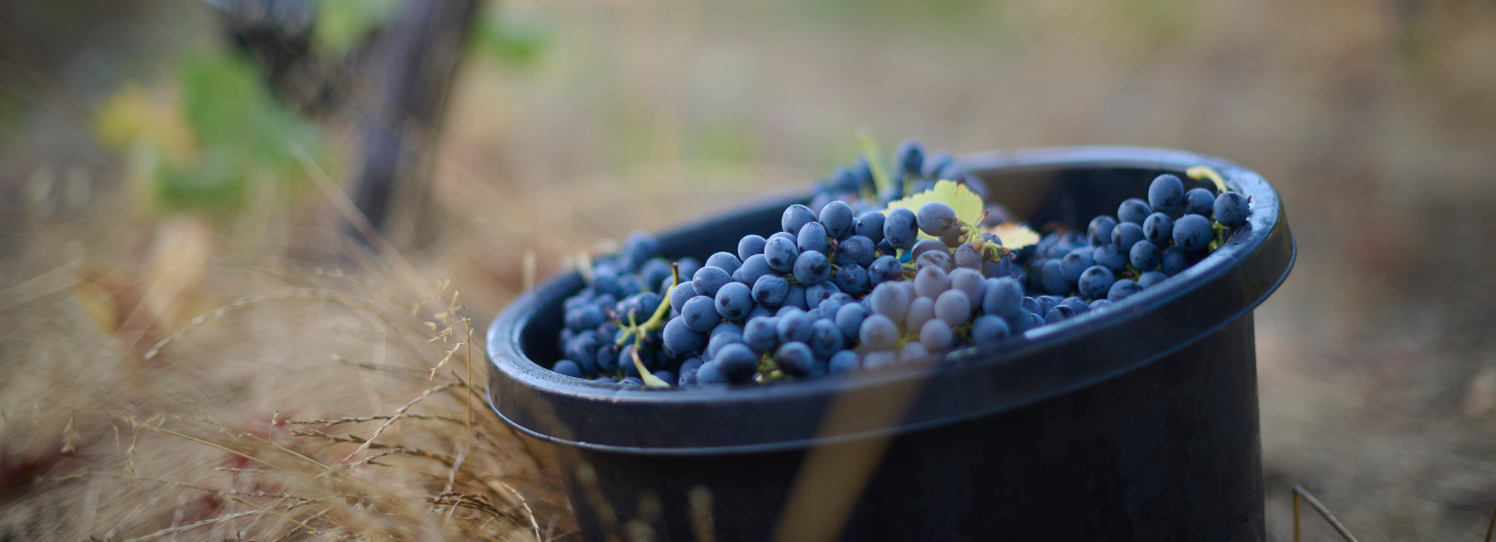 Harvested grapes in a bucket at Wayfinder vineyard 